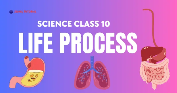 Life Processes