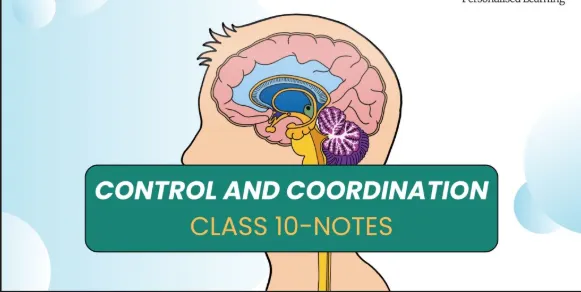 Control and Coordination