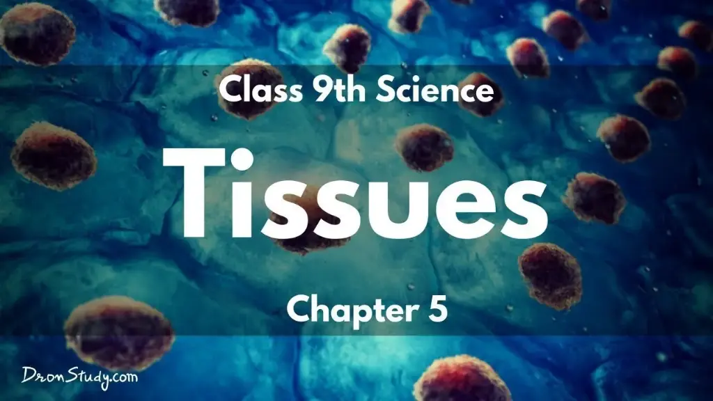 Tissues Notes